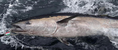 Bluefin Tuna &lsquo;Catch-Tag-Release&rsquo; Scientific Survey Programme for 2023 Opens for Charter Skippers